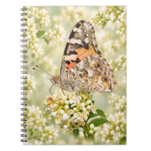 Borboleta Painted Lady em Flores Brancas