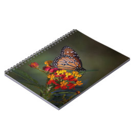 Caderno Espiral Borboleta-rainha sobre algas tropicais