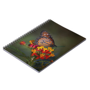 Caderno Espiral Borboleta-rainha sobre algas tropicais
