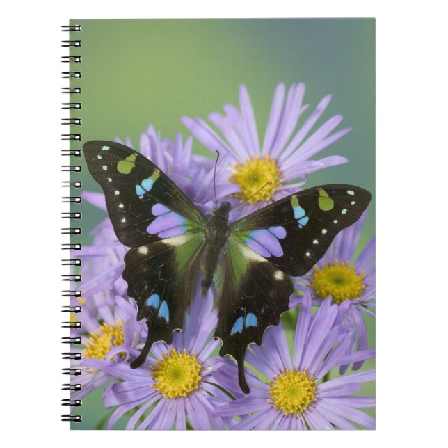 Caderno Espiral Borboleta sobre Roxo (Frente)