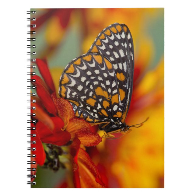 Caderno Espiral Borboleta-Xadrez-de-Baltimore (Frente)
