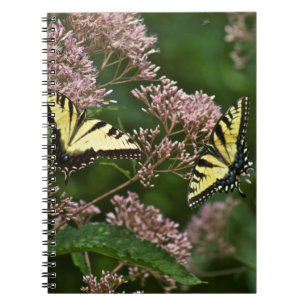 Caderno Espiral Borboletas de Swallowtail do tigre na erva daninha