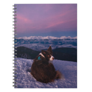 Caderno Espiral Border Collie on Snowy Mountain Peak at Sunset