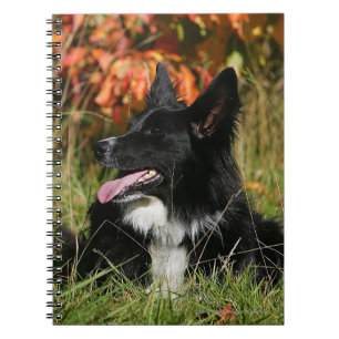 Caderno Espiral Border collie que arfa o estabelecimento