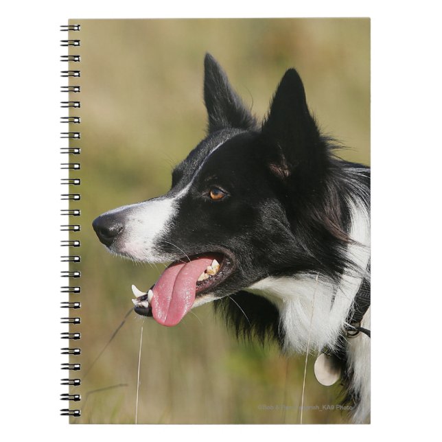 Caderno Espiral Border collie que arfa o Headshot 2 (Frente)
