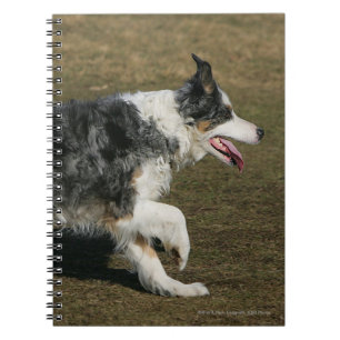 Caderno Espiral Border collie que funciona 1