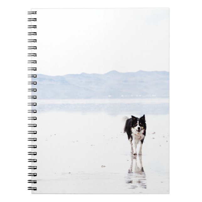 Caderno Espiral Border collie refletido (Frente)