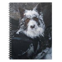 Border Collie Vermelho com Rosto Nevado em Jaqueta