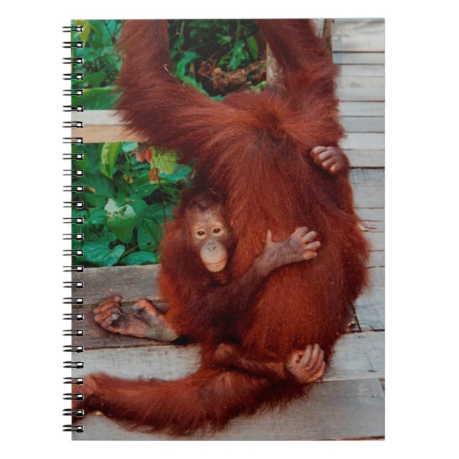 Caderno Espiral Borneo orangutan (Frente)