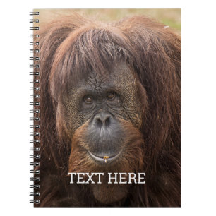 Caderno Espiral Borneo Orangutan - Bela Fotografia