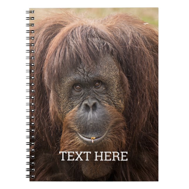 Caderno Espiral Borneo Orangutan - Bela Fotografia (Frente)