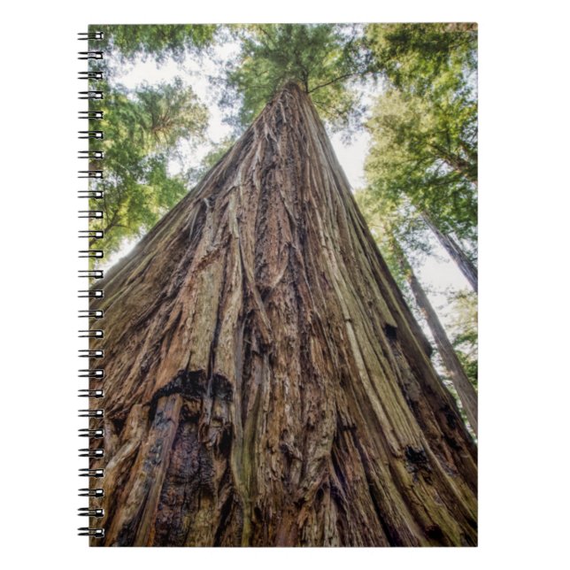 Caderno Espiral Bosque de Roosevelt (Frente)