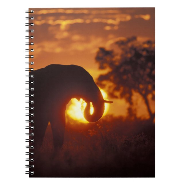 Caderno Espiral Botswana, Parque Nacional Chobe, Elefante Macho (Frente)