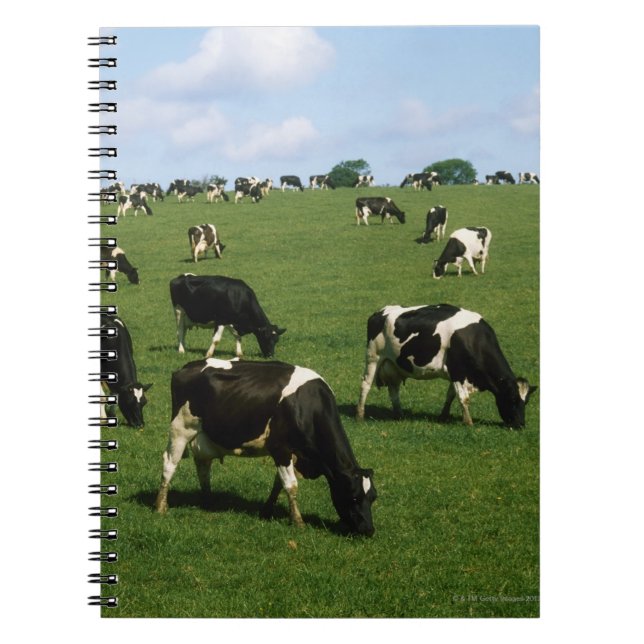 Caderno Espiral Bovinos Holstein-Frísia, Irlanda (Frente)