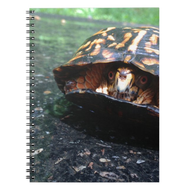 Caderno Espiral Box Turtle (Frente)