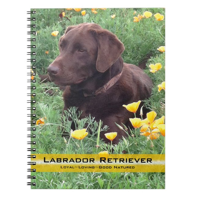 Caderno Espiral Brown Labrador Retriever Em Fotografia De Papoila (Frente)
