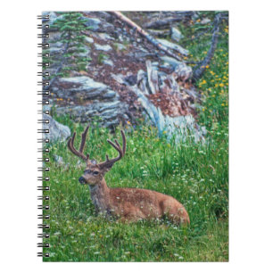 Caderno Espiral Buck De Cama