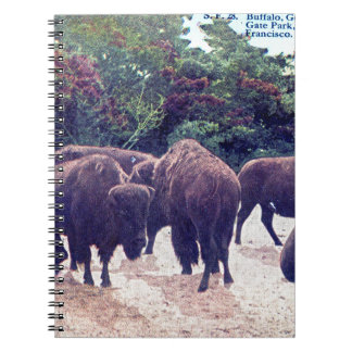 Caderno Espiral Búfalo no cartão do vintage de Golden Gate Park