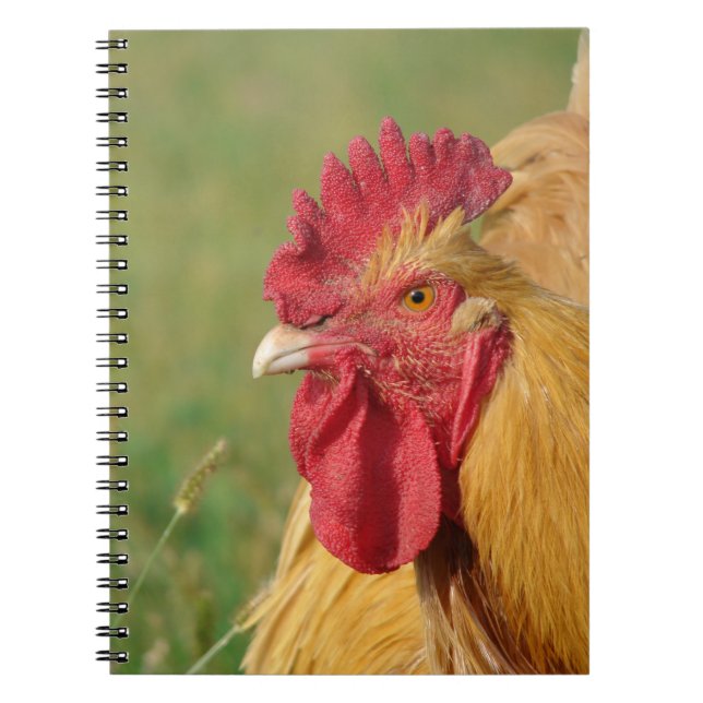 Caderno Espiral Buff Rooster (Frente)