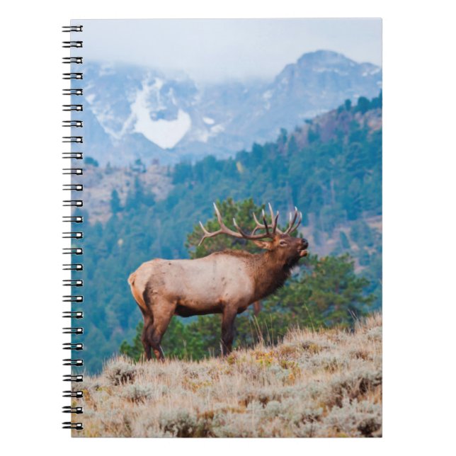 Caderno Espiral Bugido de Touro de Alce (Cervus Elephus) (Frente)