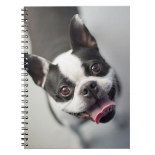 Caderno Espiral Buldogue francês das imagens de Getty