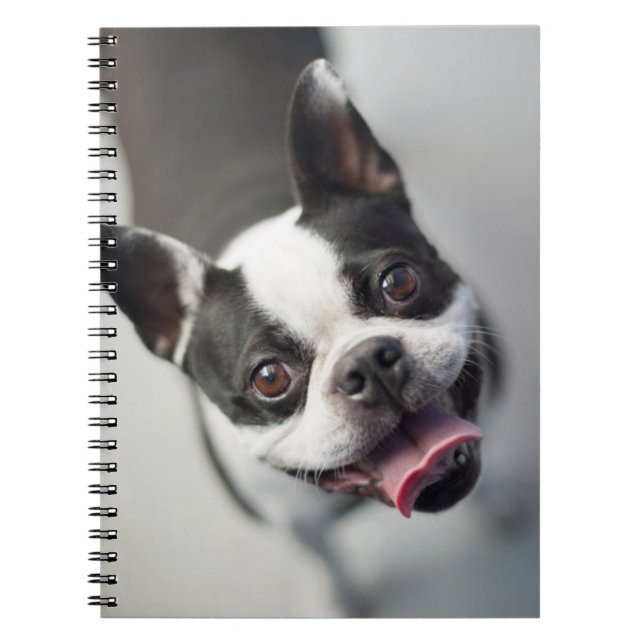Caderno Espiral Buldogue francês das imagens | de Getty (Frente)