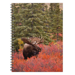 Caderno Espiral Bull Moose Em Pássaro Vermelho Anão