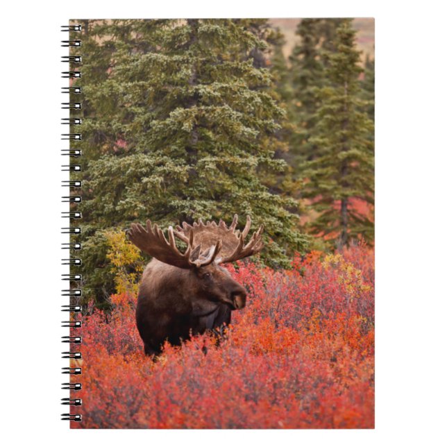 Caderno Espiral Bull Moose Em Pássaro Vermelho Anão (Frente)