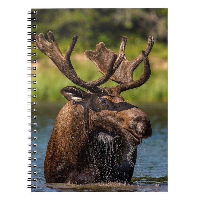Caderno Espiral Bull Moose | Glacier National Park Montana (Frente)