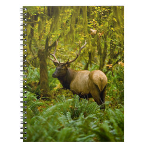 Caderno Espiral Bull Roosevelt Elk