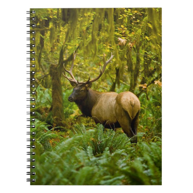 Caderno Espiral Bull Roosevelt Elk (Frente)