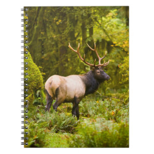 Caderno Espiral Bull Roosevelt Elk Em Prado
