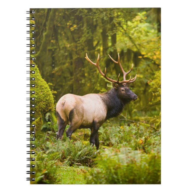 Caderno Espiral Bull Roosevelt Elk Em Prado (Frente)