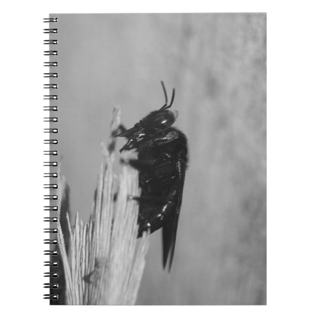 Caderno Espiral Bumblebee (Frente)