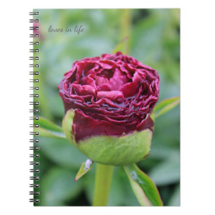 Caderno Espiral Burgundy Peony Bud