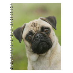 Caderno Espiral Cabeça do Pug armada olhando a câmera
