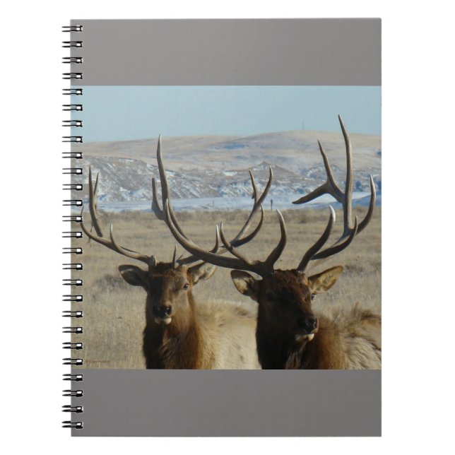 Caderno Espiral Cabeças de Alce Touro E45 (Frente)