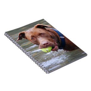 Caderno Espiral Cabine De Chocolate Mistura Cachorro Com Bola