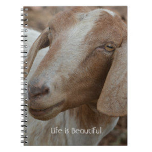 Caderno Espiral Cabra Kauai (minha fotografia)