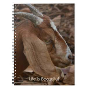 Caderno Espiral Cabra Marrom Branca Kauai (minha fotografia)