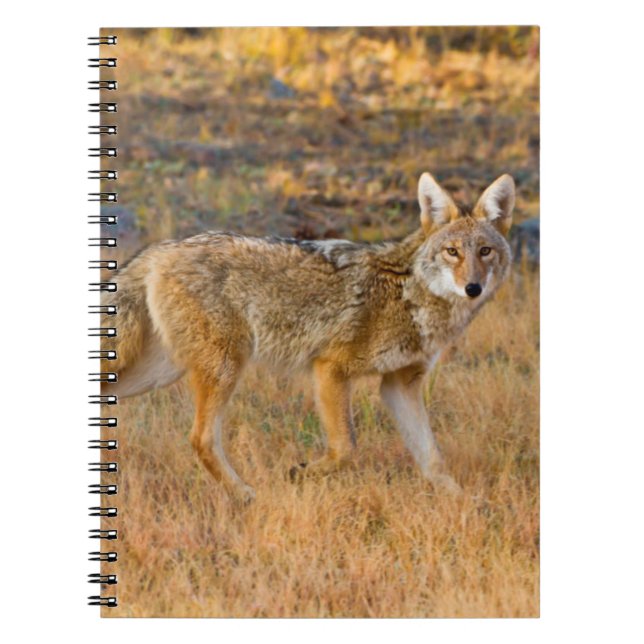 Caderno Espiral Caça ao Coyote (Canis Latrans) (Frente)