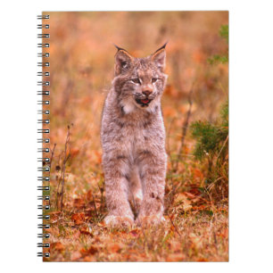 Caderno Espiral Caça de Lince Floresta de Outono