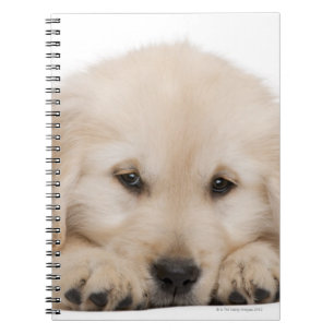 Caderno Espiral cachorrinho de recuperação de ouro