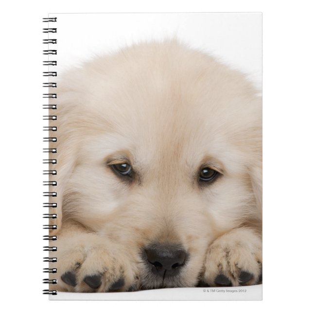 Caderno Espiral cachorrinho de recuperação de ouro (Frente)