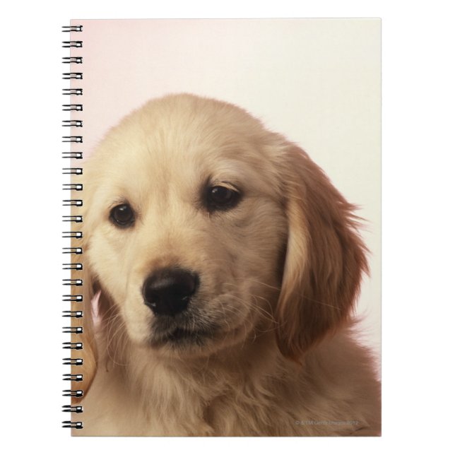 Caderno Espiral cachorrinho de recuperação de ouro (Frente)