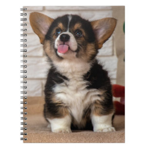 Caderno Espiral Cachorro Cachorro Cachorro Pembroke Welsh Corgi