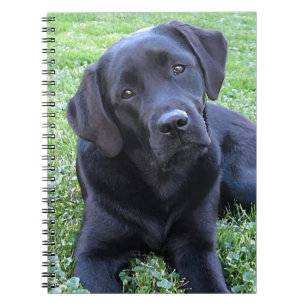 Caderno Espiral Cachorro do Retriever Labrador Preto