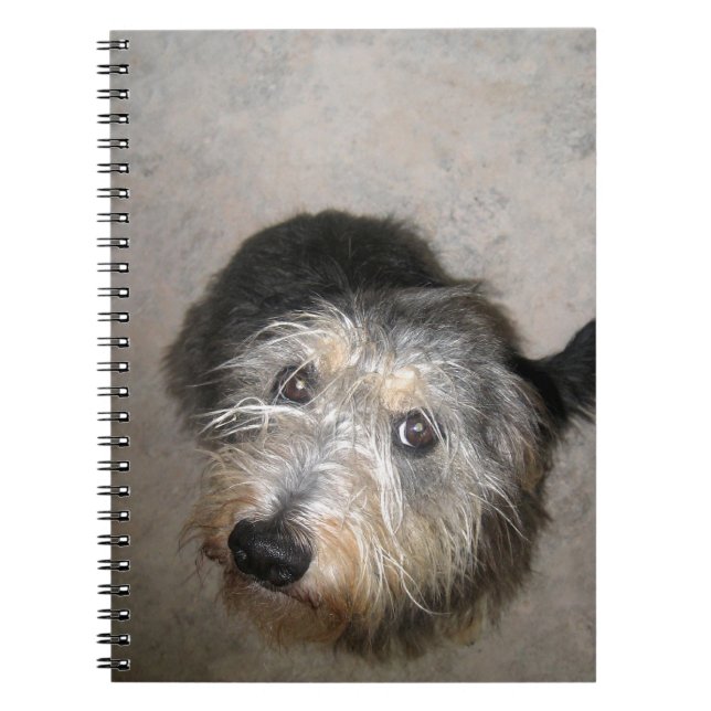 Caderno Espiral Cachorro fofo olhando para cima (Frente)