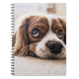 Caderno Espiral Cachorro Panelado De Olhos Tristes