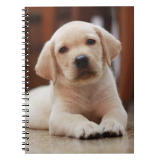 Caderno Espiral Cachorro Pupido Amarelo, deitado na barriga